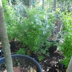 Granaatappel Als Struik (Punica Granatum) -Essentie Groen Verkoop punica granatum c10