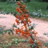 Vuurdoorn (Pyracantha 'Orange Glow') -Essentie Groen Verkoop pyocharm 3 1