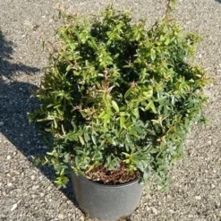 Vuurdoorn Als Bol (Pyracantha 'Navaho') -Essentie Groen Verkoop pyracantha navaho 3