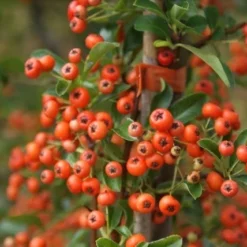 Vuurdoorn (Pyracantha 'Orange Glow') -Essentie Groen Verkoop pyracantha orange glow 11
