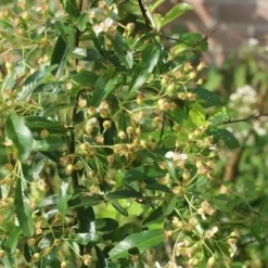Vuurdoorn (Pyracantha 'Orange Glow') -Essentie Groen Verkoop pyracantha orange glow 1 1