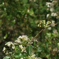 Vuurdoorn (Pyracantha 'Orange Glow') -Essentie Groen Verkoop pyracantha orange glow 2