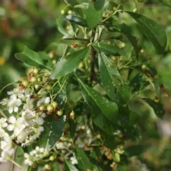 Vuurdoorn (Pyracantha 'Orange Glow') -Essentie Groen Verkoop pyracantha orange glow 3