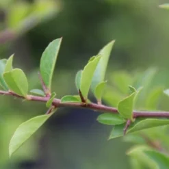 Vuurdoorn (Pyracantha 'Orange Glow') -Essentie Groen Verkoop pyracantha orange glow 4 1