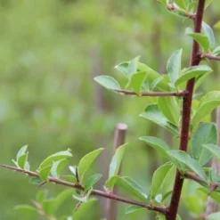 Vuurdoorn (Pyracantha 'Orange Glow') -Essentie Groen Verkoop pyracantha orange glow 5 1