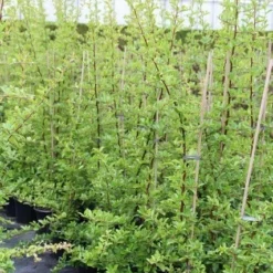 Vuurdoorn (Pyracantha 'Orange Glow') -Essentie Groen Verkoop pyracantha orange glow 6 1