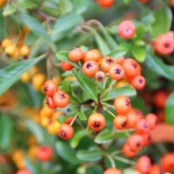 Vuurdoorn (Pyracantha 'Orange Glow') -Essentie Groen Verkoop pyracantha orange glow 7 2