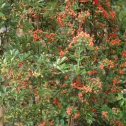 Vuurdoorn (Pyracantha 'Orange Glow') -Essentie Groen Verkoop pyracantha orange glow 9 2