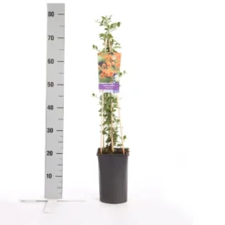 Vuurdoorn (Pyracantha 'Soleil D'Or') -Essentie Groen Verkoop pyracantha soleil d or 2