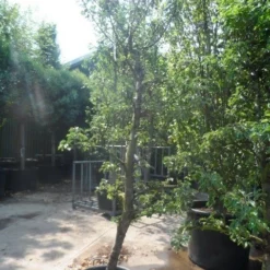 Perenboom (Pyrus Communis 'Gieser Wildeman') -Essentie Groen Verkoop pyrus communis gieser wildeman 250 300 c150