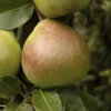 Perenboom (Pyrus Communis 'Saint Remy') -Essentie Groen Verkoop pyrus communis saint remy