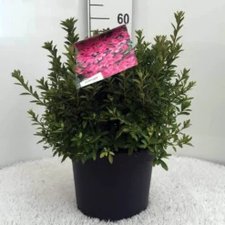 Japanse Azalea (Rhododendron 'Madame Van Hecke') -Essentie Groen Verkoop r. aj mme van hecke c10