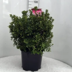 Japanse Azalea (Rhododendron 'Madame Van Hecke') -Essentie Groen Verkoop r. aj mme van hecke c15