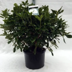 Rhododendron (Rhododendron 'Cunningham White') -Essentie Groen Verkoop r. cunningh white c40
