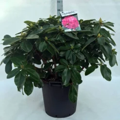 Rhododendron (Rhododendron 'Germania') -Essentie Groen Verkoop r. germania c30
