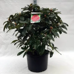 Rhododendron (Rhododendron 'Halfdan Lem') -Essentie Groen Verkoop r. halfdan lem c40