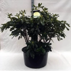 Rhododendron (Rhododendron 'Horizon Monarch') -Essentie Groen Verkoop r. horizon monarch c80