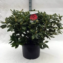 Rhododendron (Rhododendron 'Lord Roberts') -Essentie Groen Verkoop r. lord roberts c40