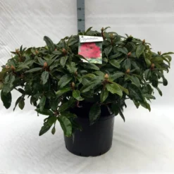 Rhododendron (Rhododendron 'Marie Forte') -Essentie Groen Verkoop r. marie forte c40
