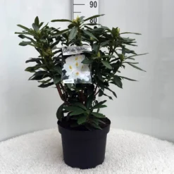 Rhododendron (Rhododendron 'Madame Masson') -Essentie Groen Verkoop r. mme masson c10 50 cm