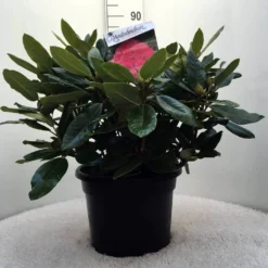 Rhododendron (Rhododendron 'American Beauty') -Essentie Groen Verkoop r. p.a. beauty c20 1
