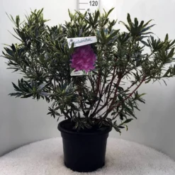 Bosrhododendron (Rhododendron Ponticum 'Variegatum') -Essentie Groen Verkoop r. pont. variegatum c20