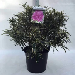 Bosrhododendron (Rhododendron Ponticum 'Variegatum') -Essentie Groen Verkoop r. pont. variegatum c30