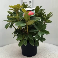 Rhododendron (Rhododendron 'Red Jack') -Essentie Groen Verkoop r. red jack c10 50 cm
