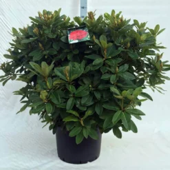 Rhododendron (Rhododendron 'Red Jack') -Essentie Groen Verkoop r. red jack c40