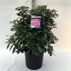 Rhododendron (Rhododendron 'Roseum Elegans') -Essentie Groen Verkoop r. roseum elegans c30