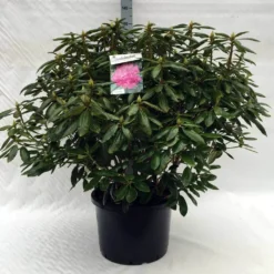 Rhododendron (Rhododendron 'Roseum Elegans') -Essentie Groen Verkoop r. roseum elegans c40