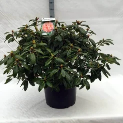 Rhododendron (Rhododendron 'Virginia Richards') -Essentie Groen Verkoop r. virginia richards c40