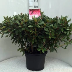 Rhododendron (Rhododendron 'Winsome') -Essentie Groen Verkoop r. winsome c20