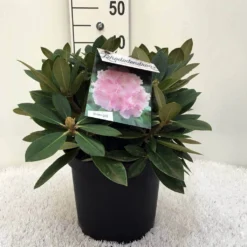 Dwergrhododendron (Rhododendron 'Dreamland') -Essentie Groen Verkoop r. y dreamland c5