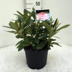 Rhododendron (Rhododendron 'Percy Wiseman') -Essentie Groen Verkoop r. y percy wiseman c5