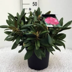Dwergrhododendron (Rhododendron 'Polaris') -Essentie Groen Verkoop r. y polaris c5