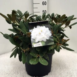 Dwergrhododendron (Rhododendron 'Porzellan') -Essentie Groen Verkoop r. y porzelan c10