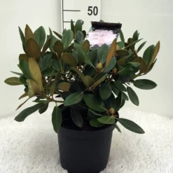 Dwergrhododendron (Rhododendron 'Silberwolke') -Essentie Groen Verkoop r. y silberwolke c5