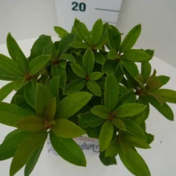 Rhododendron (Rhododendron 'Red Jack') -Essentie Groen Verkoop red jack c2 boven