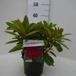Rhododendron (Rhododendron 'Red Jack') -Essentie Groen Verkoop red jack c2 voor