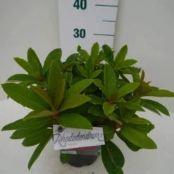 Rhododendron (Rhododendron 'Red Jack') -Essentie Groen Verkoop red jack c2 zij