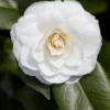 Camelia (Camellia Japonica 'Purity') -Essentie Groen Verkoop rera03507