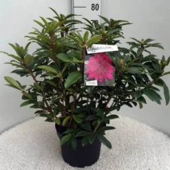 Rhododendron (Rhododendron 'Anah Kruschke') -Essentie Groen Verkoop rh. anah kruschke c10 50 cm