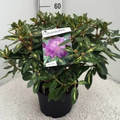 Rhododendron (Rhododendron 'Goldflimmer') -Essentie Groen Verkoop rh. goldflimmer c10 50 cm