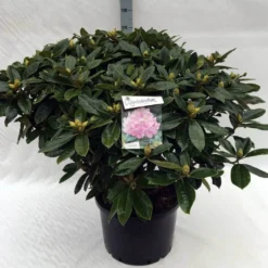 Rhododendron (Rhododendron 'Gomer Waterer') -Essentie Groen Verkoop rh. gomer waterer c40