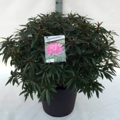 Rhododendron (Rhododendron 'Graziella') -Essentie Groen Verkoop rh. graziella c30