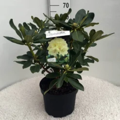 Rhododendron (Rhododendron 'Horizon Monarch') -Essentie Groen Verkoop rh. horizon monarch c10 50 cm