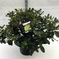 Rhododendron (Rhododendron 'Horizon Monarch') -Essentie Groen Verkoop rh. horizon monarch c40