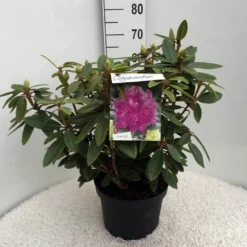 Rhododendron (Rhododendron 'Kokardia') -Essentie Groen Verkoop rh. kokardia c10 50 cm