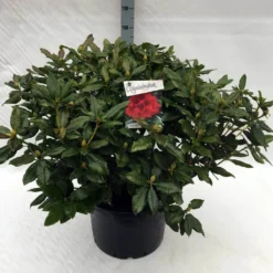 Rhododendron (Rhododendron 'Lord Roberts') -Essentie Groen Verkoop rh. lord roberts c40